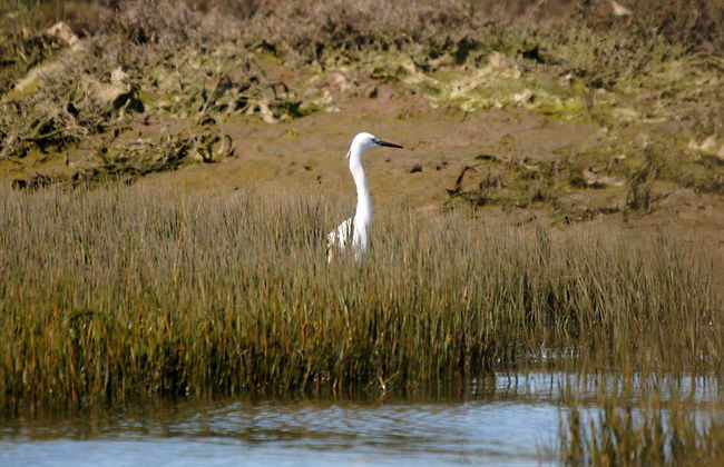 Paseo en barca ecológica por la Ría Formosa - Foto 6