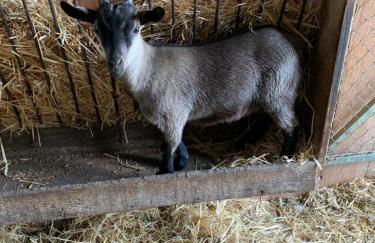Gite 1er Cru - La Loubertine - Foto 7