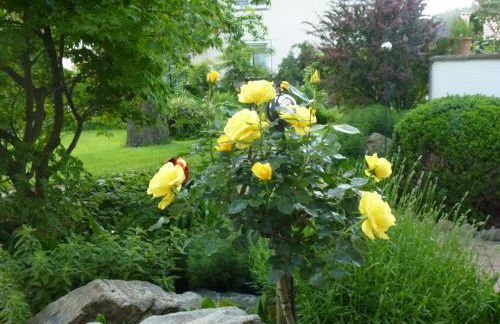 Apfelhof Maurer - Foto 8