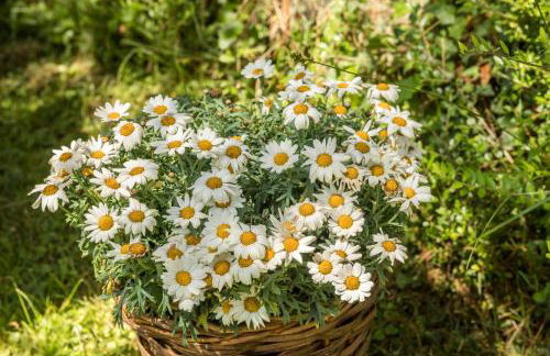 Ferienhäuschen Fischbach - Photo 24