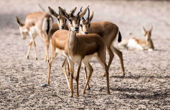 Excursión privada al desierto de Sakhir - Foto 6