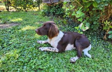 Gîte Pierre, Beynat, Corrèze - Foto 23