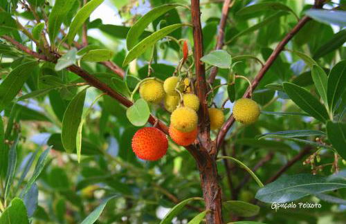 Casa Da Rocha - Foto 53