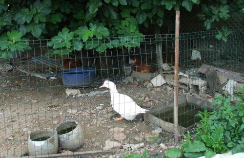 Agriturismo Nuvolino - Foto 32