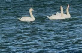 Tiny House at Piney point - Photo 6
