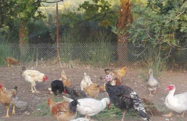 Gîte à la campagne - Foto 19