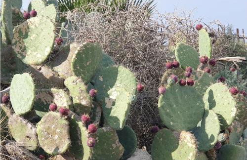 Mini appartamento CirPi vicino al mare max 4 persone - Foto 31