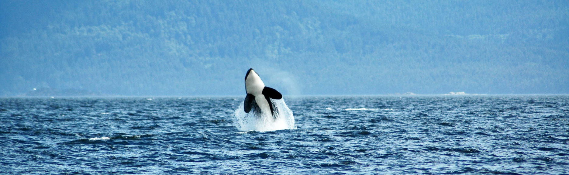 Avistamiento de ballenas en Vancouver