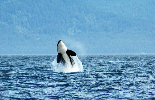 Avvistamento di balene a Vancouver - Foto 1