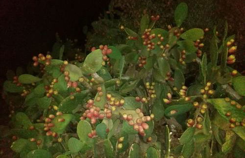 APPARTAMENTI MAZARA - Foto 15