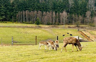 Sielanka Chwaliszów dom całoroczny - Foto 32