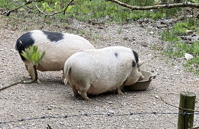 Impeccable 2-bed Cottage Near Betws y Coed - Foto 17