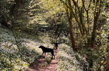 Cotswolds AoNB Cottage- Modern Renovation- Sleeps8 - Foto 5