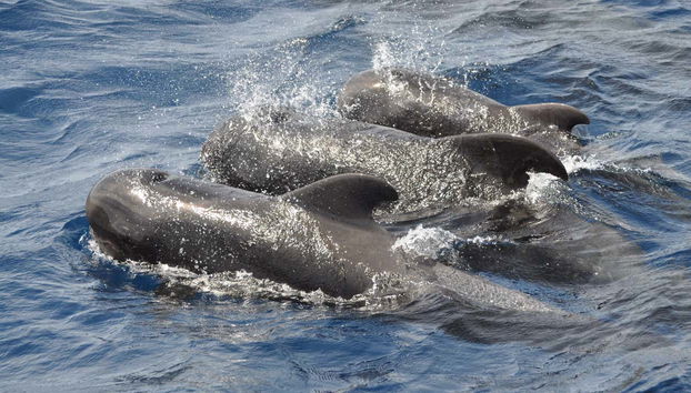 Morro Jable Dolphin & Whale Watching Trip - Foto 2