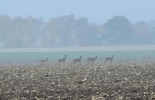 Ferienhof von Hammel - Foto 53