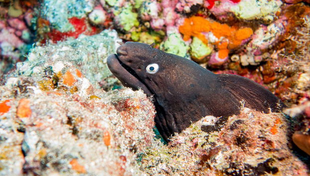 Puerto del Carmen Beginners Scuba Diving Lesson - Foto 4