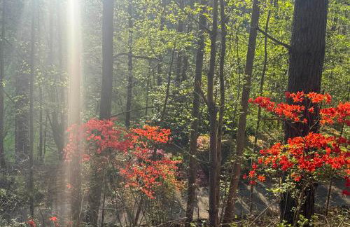 24-Acre Cottage with Hot Tub Near Blowing Rock - Photo 29