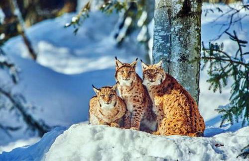 Ferienhaus Kirchl - Foto 26