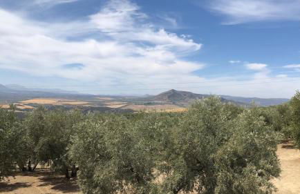 Dehesilla Olive Orchard Retreat - Foto 17