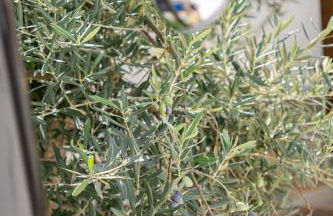 Casa do Tintejo - Foto 36