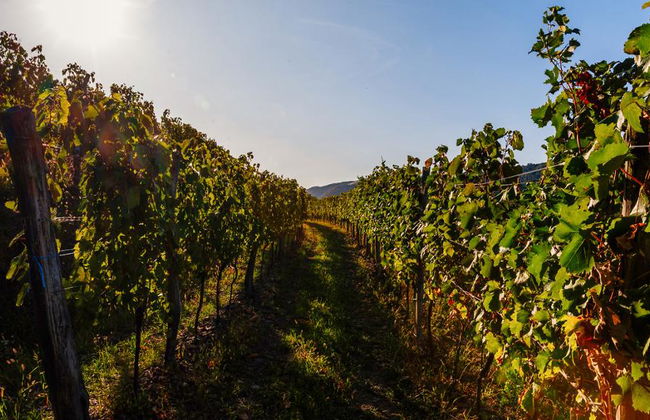 Visita alla Valle del Vipava - Tour privato di mezza giornata - Foto 3