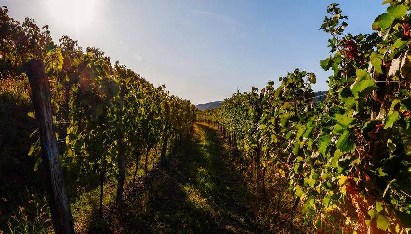 Visita alla Valle del Vipava - Tour privato di mezza giornata - Foto 3