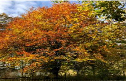 Pirnie Lodge Holiday Lets - Foto 60