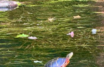 Escape to Tree House Island Life - Foto 41