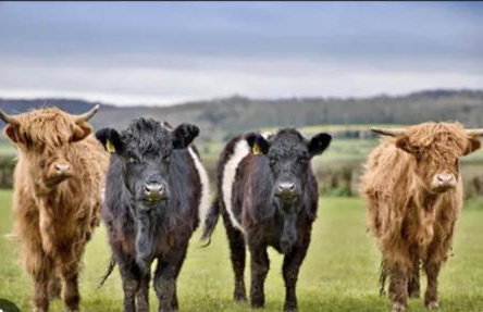 ISLE OF GIGHA FARM HOUSE - Foto 55