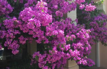 Les Bougainvillées de Camargue - Photo 13