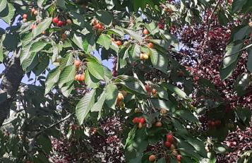 Villa Le Palmine - Foto 16