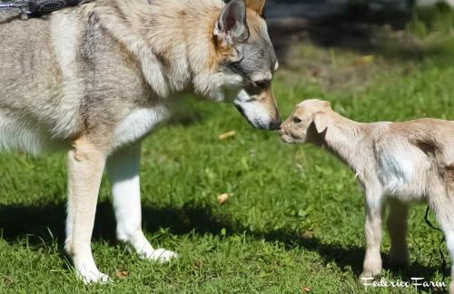 La Casa del Sarto - FedericoFarm - Foto 43