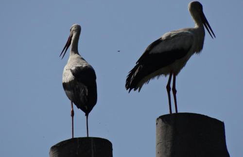 Ferienwohnung Riepertinger - Foto 18