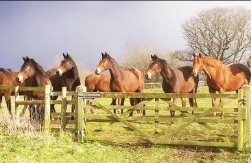 The Coach House Barn - Valley Farm - Foto 17