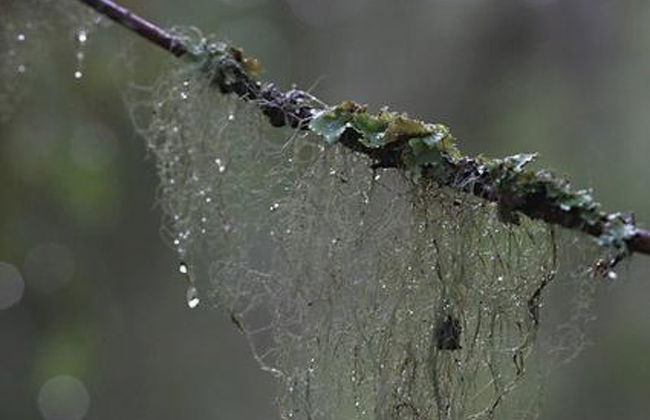 Kultaranta - Foto 26