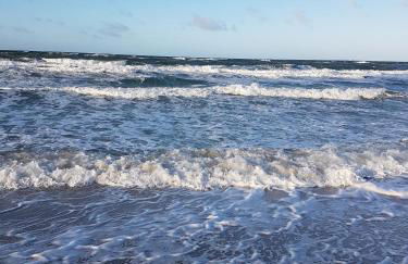 Sonnenstrahl im Küstenwald - Foto 18