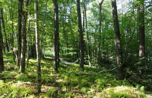 Modern Hideaway with Deck and State Forest Access - Foto 35