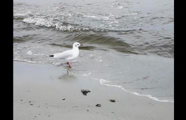 Ferienwohnung Haus Sommerwind - Foto 37