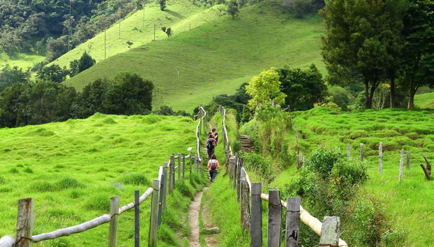 Randonnée dans la vallée de Cocora
