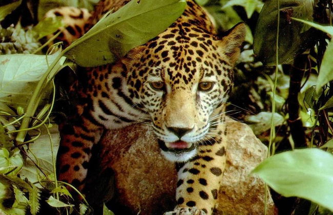 Impressively designed and decorated 3rd-floor space overlooking pool in Coco - Photo 46