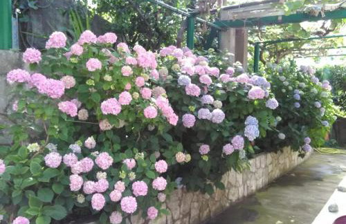 Vila Marijeta - Foto 7