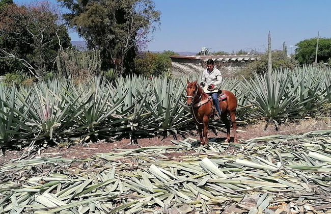 Passeggiata a cavallo a Oaxaca - Foto 1