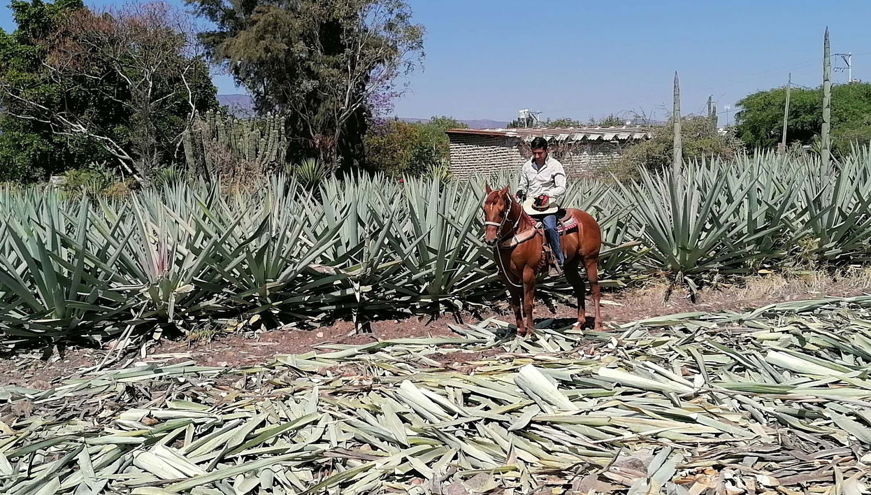 Oaxaca Horse Riding Tour
