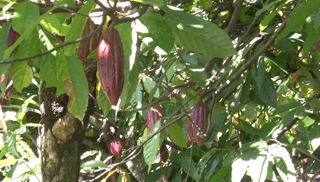 Puerto Plata Cacao Tour - Foto 5