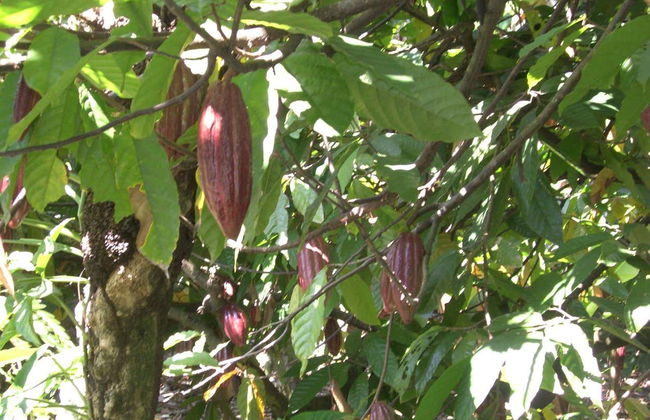 Puerto Plata Cacao Tour - Photo 5