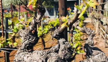 Andrea's Hidden Cottage - Foto 2