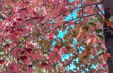 Snow Bunny Cottage, Pets Welcomed! - Foto 27