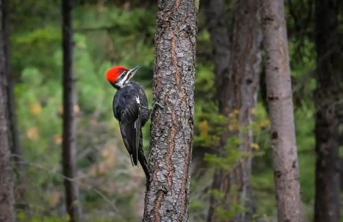 The Ranch Hand Cabin at The Hohnstead - Foto 54