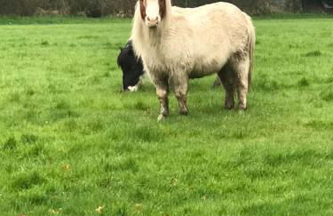 Luxury, private, secure self-contained Coach House, near Wythall and close to the NEC - Foto 35