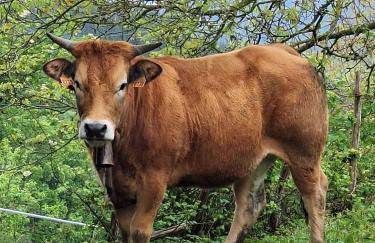 Casa Rural Areano - Foto 89